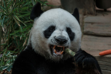 Obraz premium Panda eating cane.