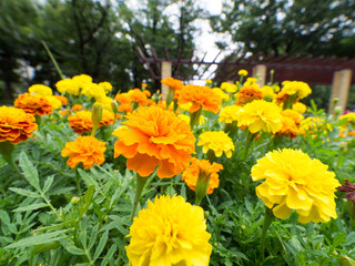マリーゴールド　公園　花