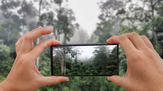 Cinemagraph of Taking Photo of Tropical Rainforest Dipterocarp Trees