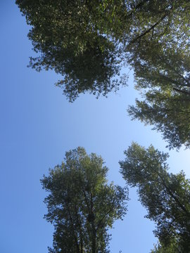 Auwald Hintergrund