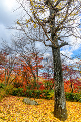 Fototapeta na wymiar Colorful leaves in autumn season in Japan
