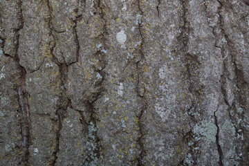 tree bark texture