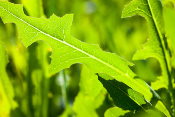Green leaf close up