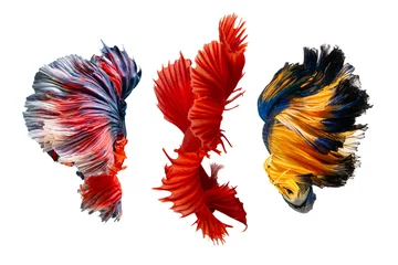 Poster The moving moment beautiful of siamese betta fish in thailand on isolated white background.  © Soonthorn