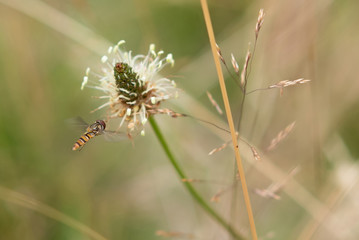 Hoverfly Hovering
