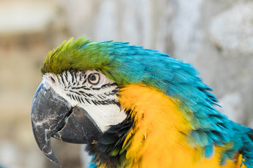 Blau gelber Ara Portrait 