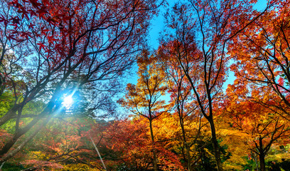 Colorful leaves in autumn season in Japan