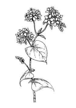 Drawing of common buckwheat - hand sketch of cultivated crops plant, honey flower fagopyrum esculentum