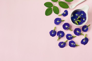 Butterfly pea, blue pea flower herbal. healthy and herb concept.