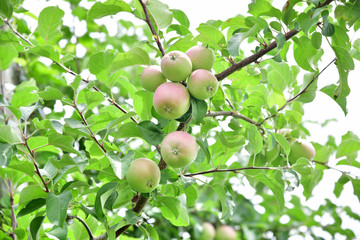 Young apple on the tree 