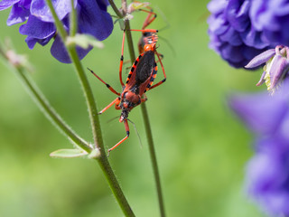 Rhynocoris iracundus sitting on a plant