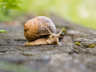 Snail on a wooden beam