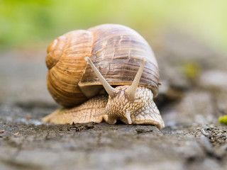 Snail on a wooden beam