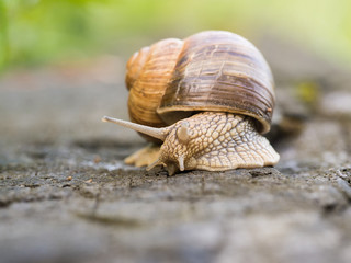 Snail on a wooden beam