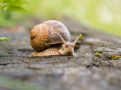 Snail on a wooden beam