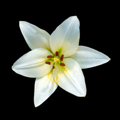 Fototapeta na wymiar White lilies on a black background