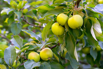 Closeup of green apples on a branch in an orchard