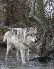 Wolf Wading in Lake
