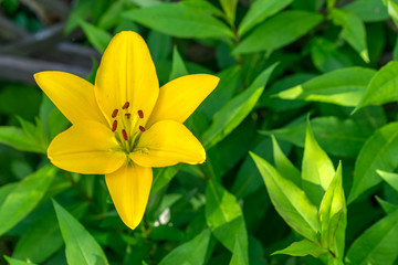 Yellow lily on a green natural background