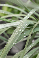 Water drops on fresh green grass background. Green grass background.