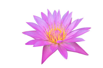 Beautiful pink water lily flower with Yellow Pollen on white background .