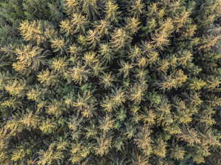 Colorful trees in spring forest,top down aerial view.