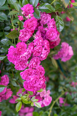 Obraz premium flowers of red roses