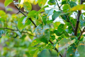 green pear leaf infected with fungus Gymnosporangium sabinae