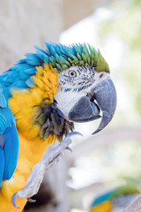 Blau gelber Ara Portrait 