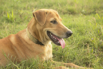 Close up face of a brown dog lying on a meadow.