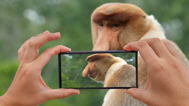 Cinemagraph of Taking Photo of Male Proboscis Monkey (Nasalis larvatus)