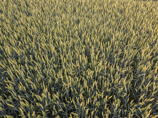 young green cornfield in the summer - aerial view