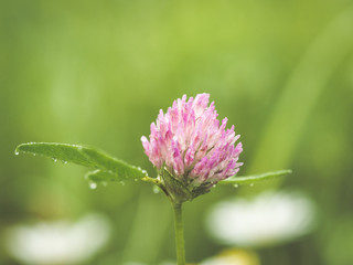 Pink blossom of a clover
