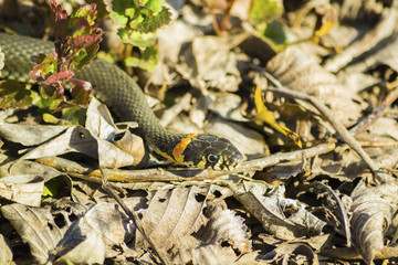 snake, reptile, nature, animal, wildlife, lizard, grass, wil