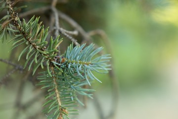 wilderness. branch fir macro. a sprig of pine needles. background texture nature