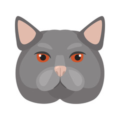 British cat muzzle color vector flat icon