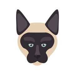 Siamese breed cat muzzle color vector icon