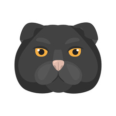 Scottish breed cat muzzle color vector icon