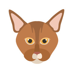 Abyssinian breed cat muzzle color vector icon