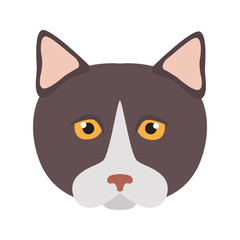 Munchkin breed cat muzzle color vector icon