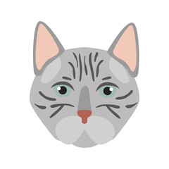 American short-haired breed cat muzzle color vector icon