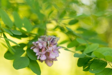 wilderness. sprig of acacia macro. the pink sprig of acacia. acacia flowers. background texture nature