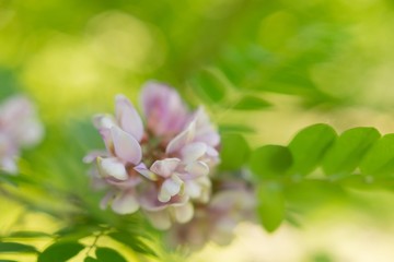 wilderness. sprig of acacia macro. the pink sprig of acacia. acacia flowers. background texture nature