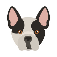 French bulldog breed dog muzzle color vector icon