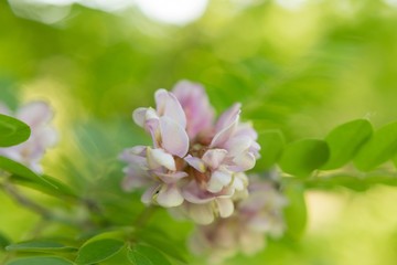 wilderness. sprig of acacia macro. the pink sprig of acacia. acacia flowers. background texture nature