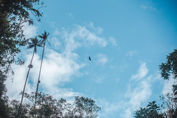 Condor birds fly over the Cocora Valley, Colombia, home to the tallest wax palm trees in the world