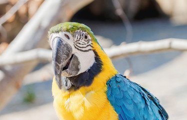 Blau gelber Ara Portrait 