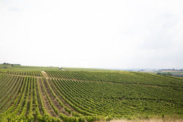 Vineyards of Rhine Hesse