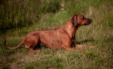 Rhodesian Ridgeback female - portrait - dog lying on the grass. Evening sunny rays.