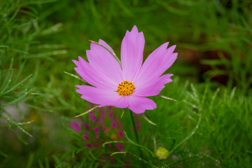 Cosmos Sonata Flower
